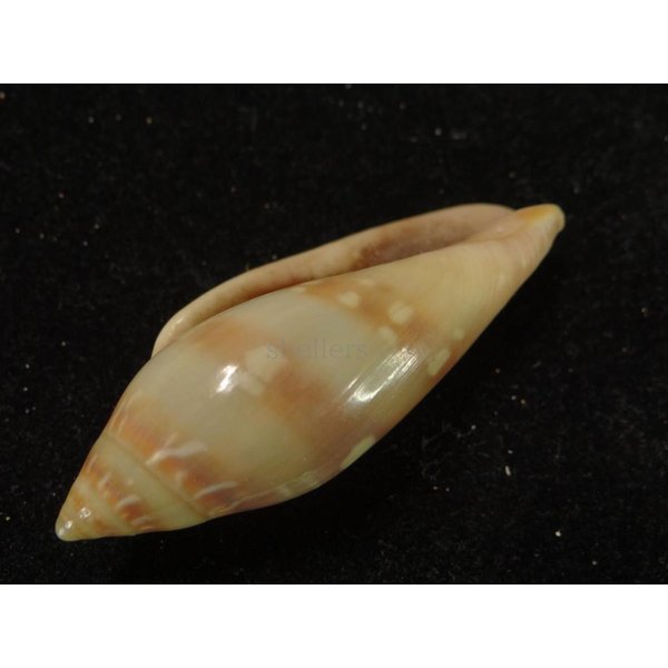 画像3: シラボシヘリトリ 大 (3)