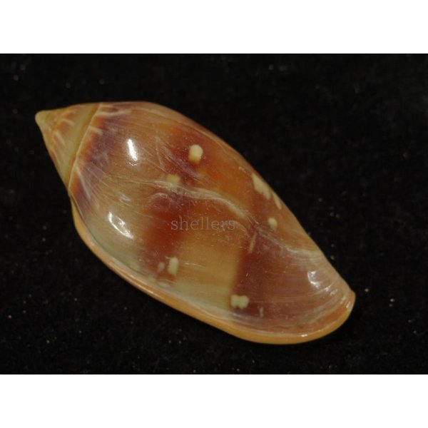 画像2: シラボシヘリトリ 大 (2)