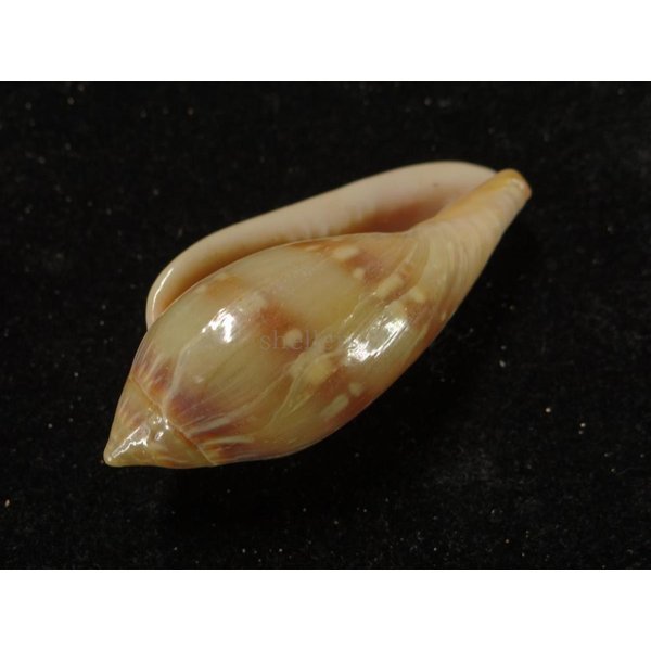 画像3: シラボシヘリトリ 大 (3)