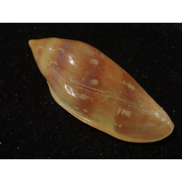 画像2: シラボシヘリトリ 大 (2)