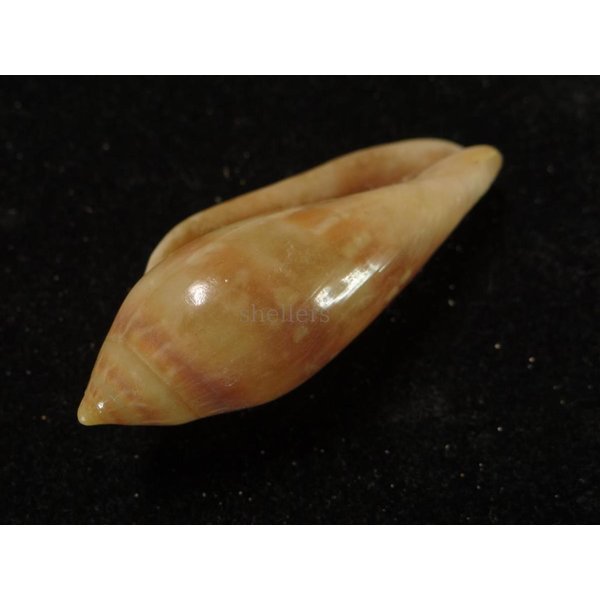 画像3: シラボシヘリトリ 大 (3)