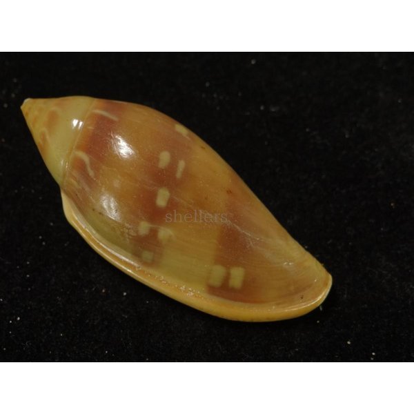 画像2: シラボシヘリトリ 大 (2)