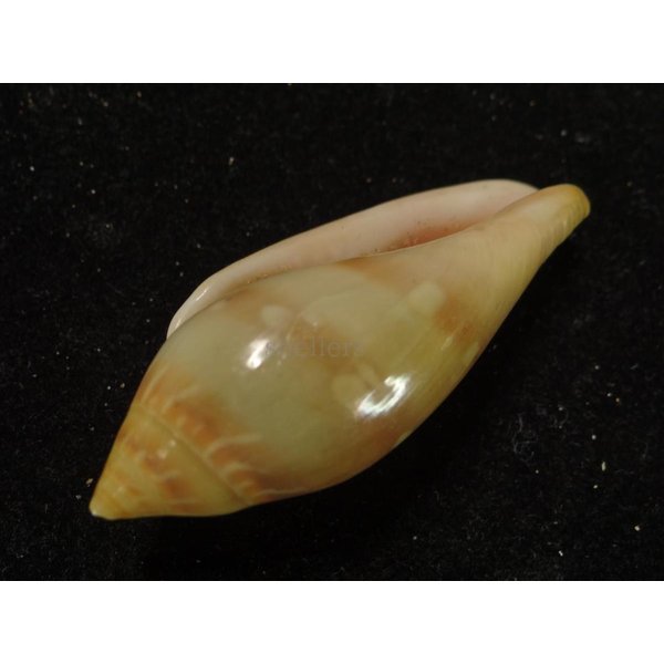 画像3: シラボシヘリトリ 大 (3)