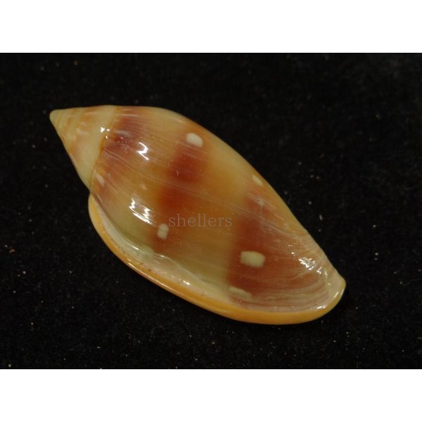 画像2: シラボシヘリトリ 大 (2)