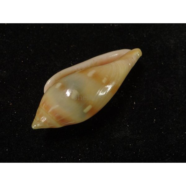 画像3: シラボシヘリトリ 大 (3)