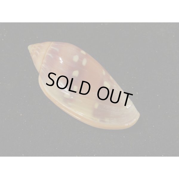 画像2: シラボシヘリトリ 大 (2)