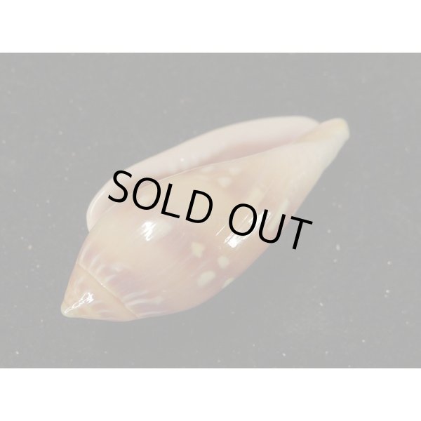 画像3: シラボシヘリトリ 大 (3)