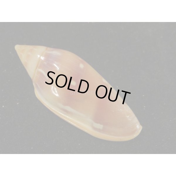 画像2: シラボシヘリトリ 大 (2)