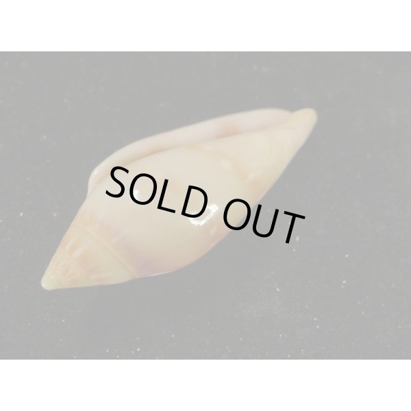 画像3: シラボシヘリトリ 大 (3)