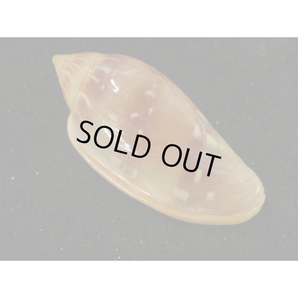 画像2: シラボシヘリトリ 大 (2)