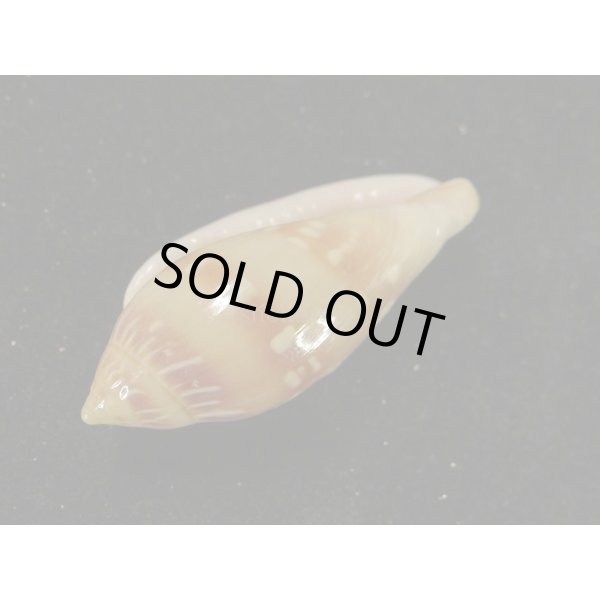 画像3: シラボシヘリトリ 大 (3)