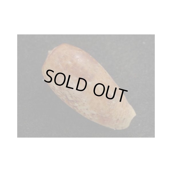 画像2: ナツメイモ マレーシア サンダカン産 (2)