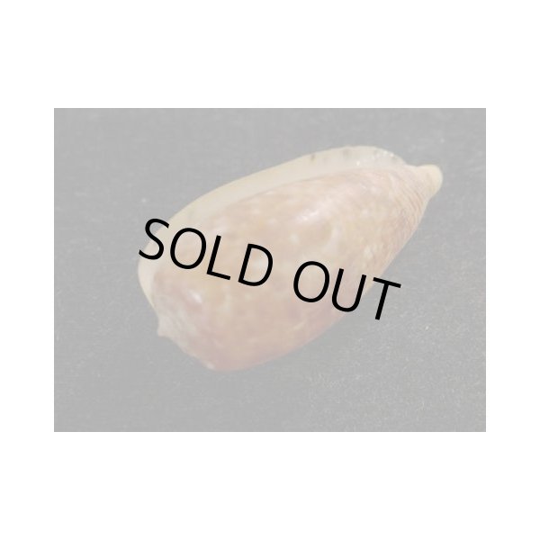 画像3: ナツメイモ マレーシア サンダカン産 (3)