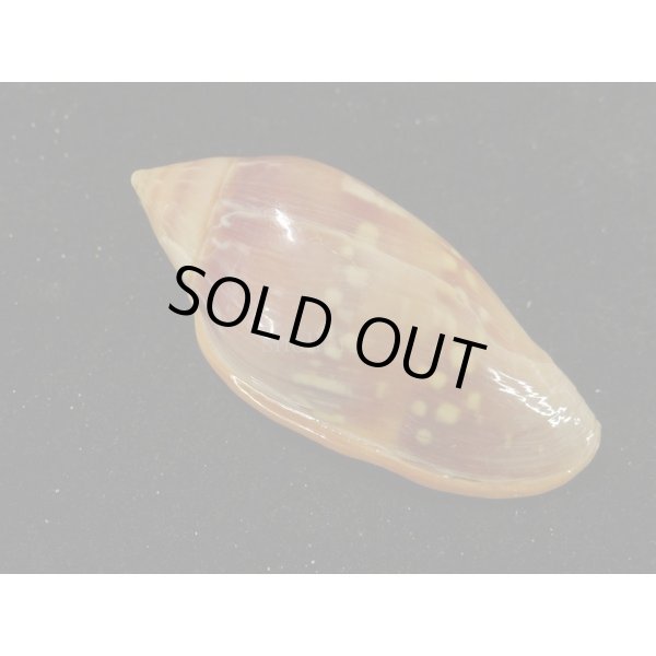 画像2: シラボシヘリトリ 大 (2)