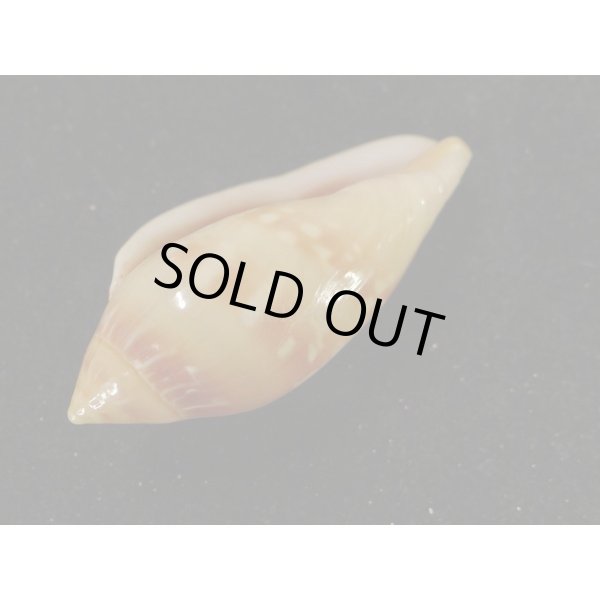 画像3: シラボシヘリトリ 大 (3)