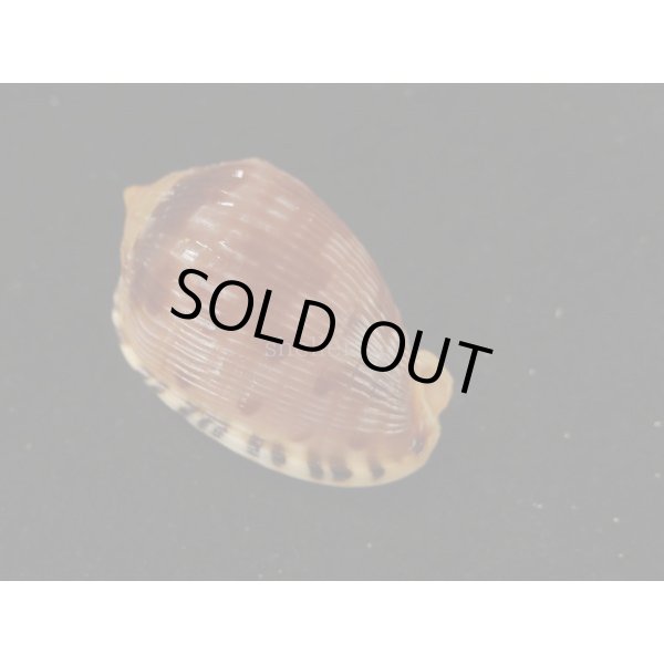 画像2: フグリウラシマ (2)