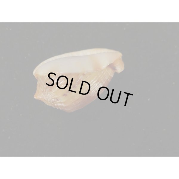 画像3: フグリウラシマ (3)