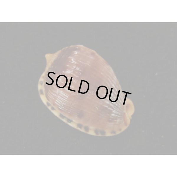 画像2: フグリウラシマ (2)