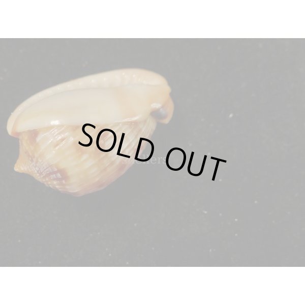 画像3: フグリウラシマ (3)