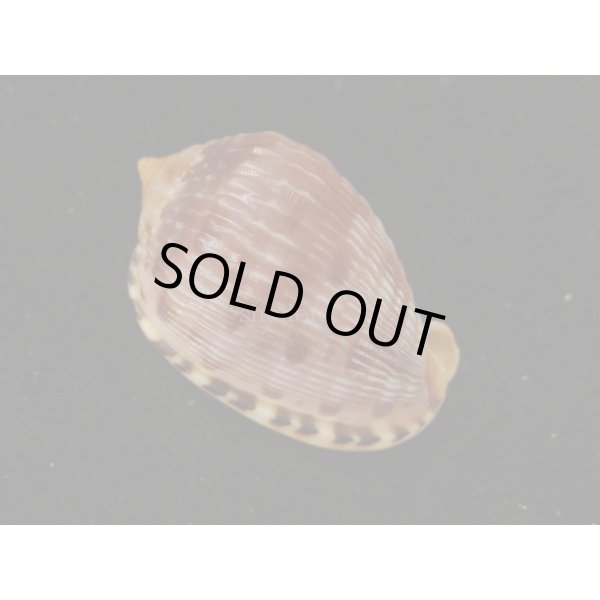 画像2: フグリウラシマ (2)