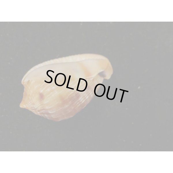 画像3: フグリウラシマ (3)