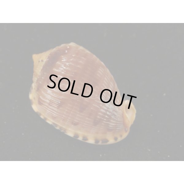 画像2: フグリウラシマ (2)