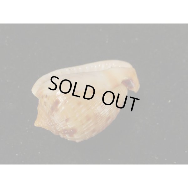 画像3: フグリウラシマ (3)