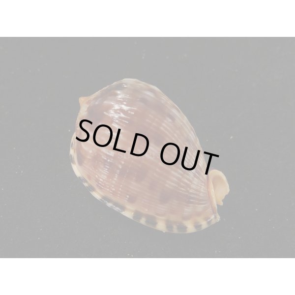 画像2: フグリウラシマ (2)