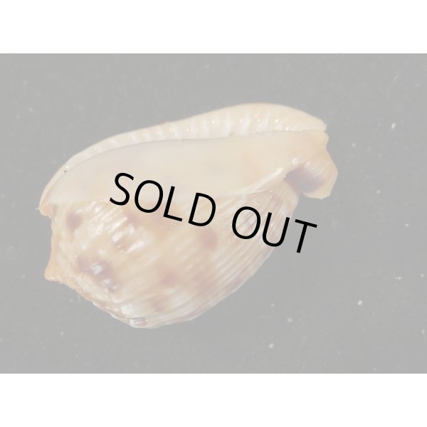 画像3: フグリウラシマ (3)