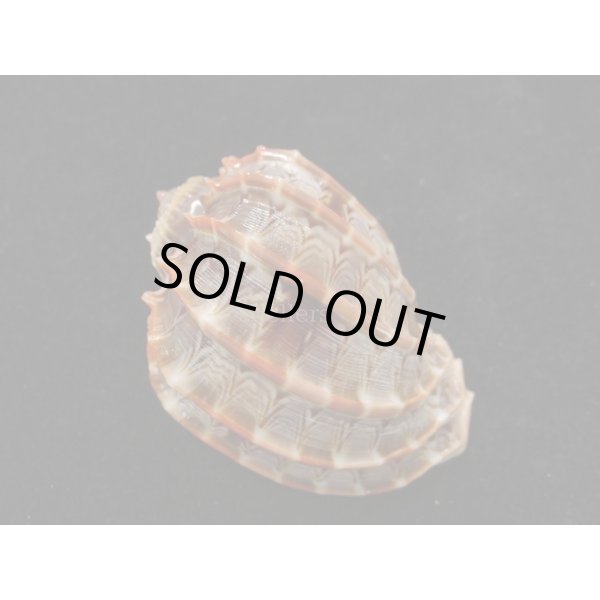 画像2: ガブレッティーショッコウラ 紅 (2)