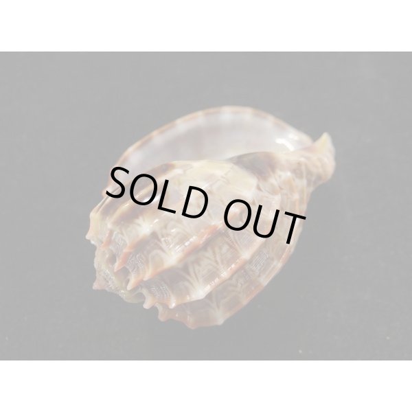 画像3: ガブレッティーショッコウラ 紅 (3)