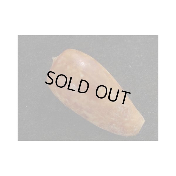 画像2: ナツメイモ マレーシア サンダカン産 (2)