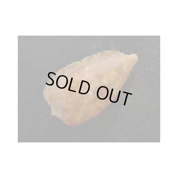 画像3: ナツメイモ マレーシア サンダカン産 (3)