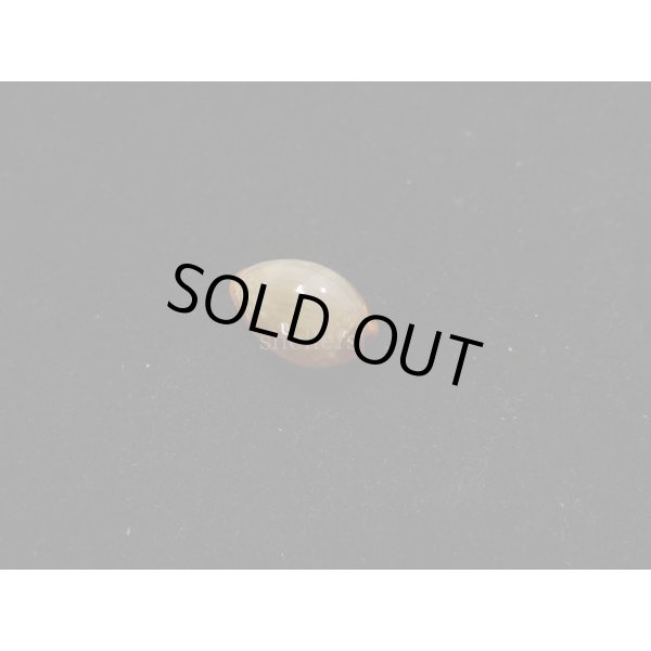 画像2: ミカンダカラ (2)