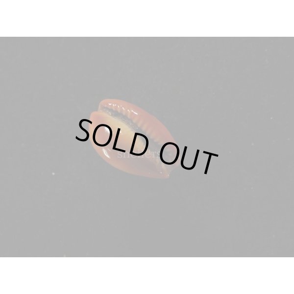 画像3: ミカンダカラ (3)