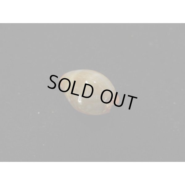 画像2: ミカンダカラ (2)