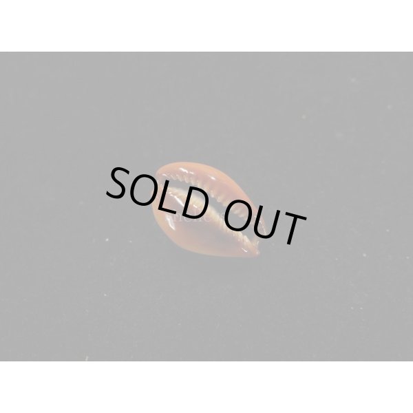 画像3: ミカンダカラ (3)