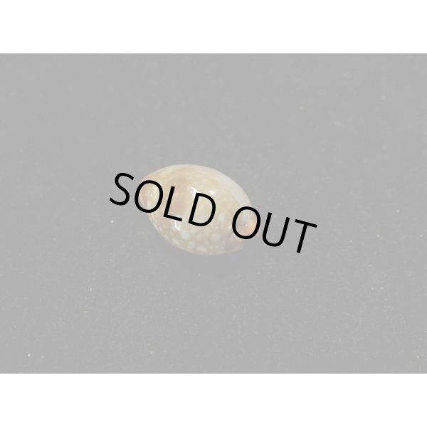 画像2: ミカンダカラ (2)