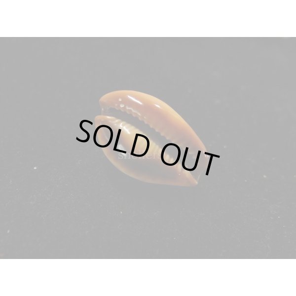 画像3: ミカンダカラ (3)