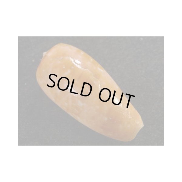 画像2: ナツメイモ マレーシア クダット産 (2)