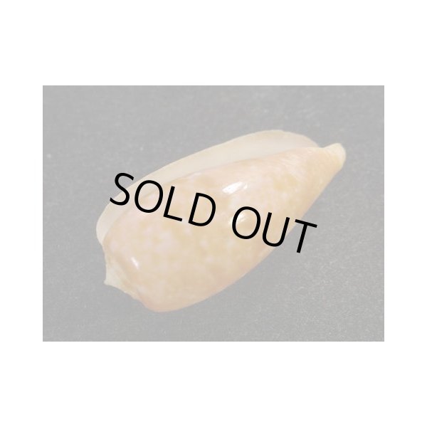 画像3: ナツメイモ マレーシア クダット産 (3)