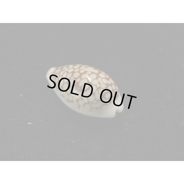 画像2: フランチェスカカノコダカラ (2)