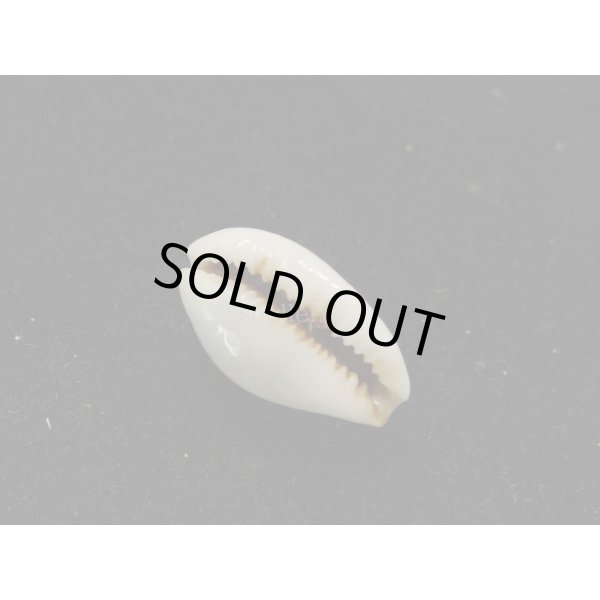 画像3: フランチェスカカノコダカラ (3)