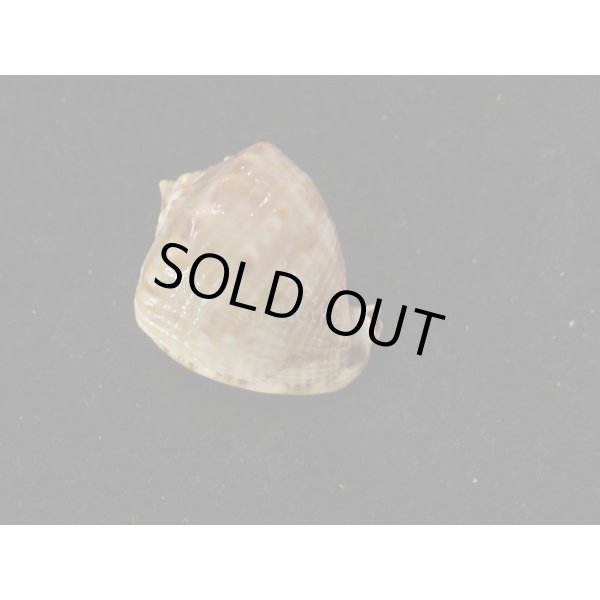 画像2: ホノオノトウカムリ 特小 (2)