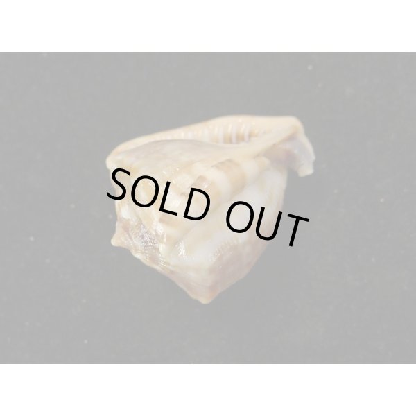 画像3: ホノオノトウカムリ 特小 (3)