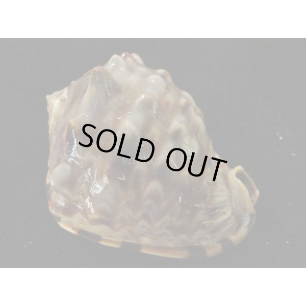 画像2: ホノオノトウカムリ (2)