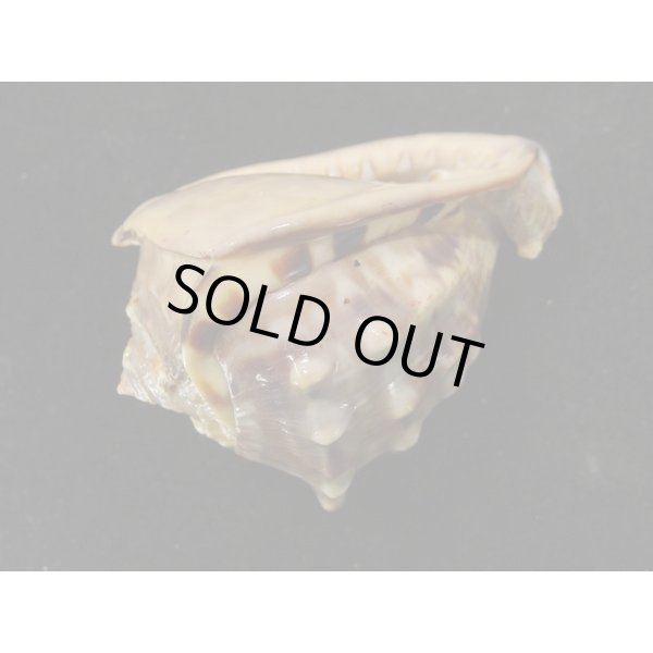 画像3: ホノオノトウカムリ (3)