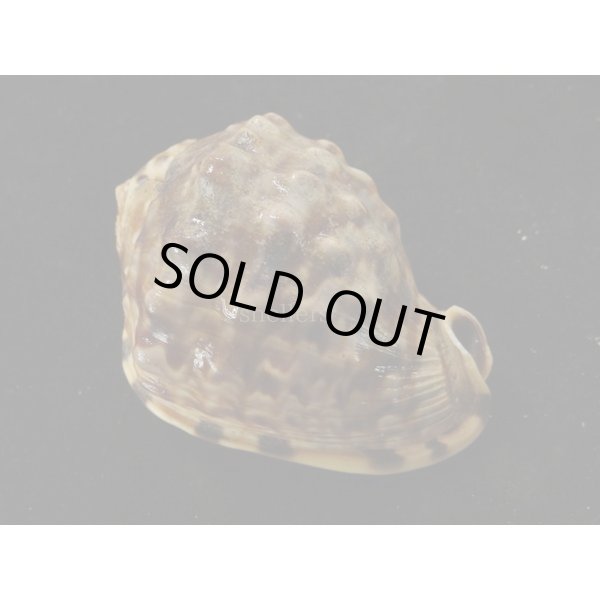 画像2: ホノオノトウカムリ (2)