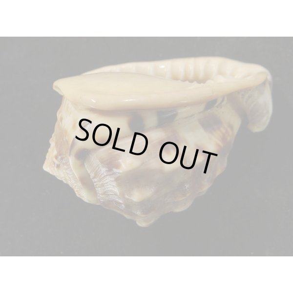 画像3: ホノオノトウカムリ (3)