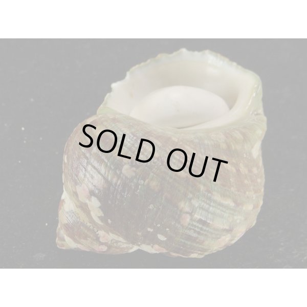 画像3: ミヒカリサザエ 大 (3)